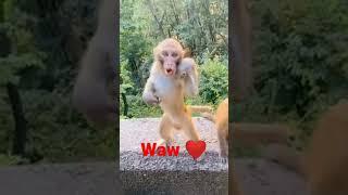 black belt  monkey Bruce Lee   #animallover #video