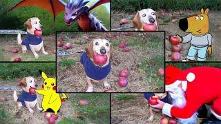 Apple Dog Meme AI Full Compilation / Dog With Apple | Apple Dog Core