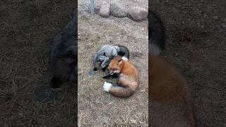 Fox