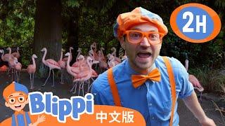 比利皮造访动物园学习有趣的动物知识 | Blippi 中文版 | 儿童教育视频 | 实景探索