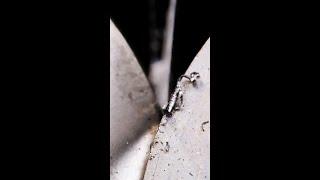 Sharpening a Knife Close-up #asmr #knife #sharpening