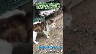 【野良猫】工業団地で孤独に暮らす老猫ハチお昼はおやつだよ2025.5.吉日