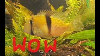 Guianacara Owroewefi