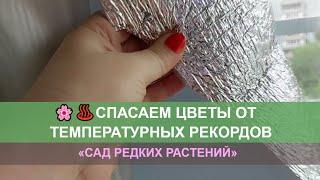 Экстремальная жара. Как защитить комнатные цветы. Альпийская фиалка и другие растения