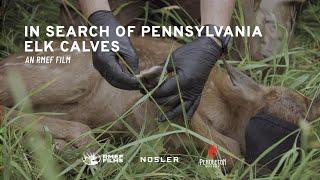 In Search of Pennsylvania Elk Calves - An RMEF Film