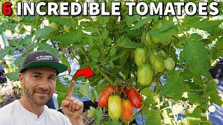Double Your Crop From Bottom To Top: 6 Tomatoes That Will Not Stop!