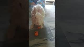 eating carrot   after bath