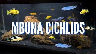 Our Top 10 Favorite Mbuna Cichlids