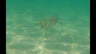 Medusa de la familia Olindias en La Manga del Mar Menor