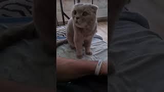 кися кися масььь !!  #cat #кот #милота