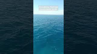 Египет Хургада Красное море Дельфины 14.12.2023 #dolphins #relax #египет #хургада2023 #redsea