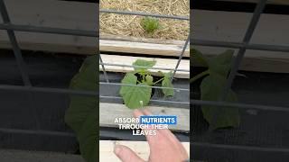Plant growth bio hacking!! #homegardening #gardeningtips  #organicgardening