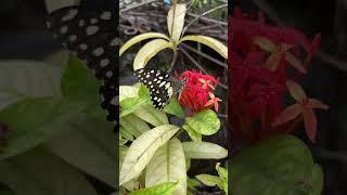 what a beauty isn't it?? #butterfly #lifeisbutadream #nature #love  #flowers #garden#youtubeshorts