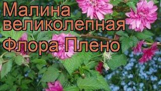 Малина великолепная Флора Плено (rubus)  Флора Плено обзор: как сажать, саженцы малины Флора Плено