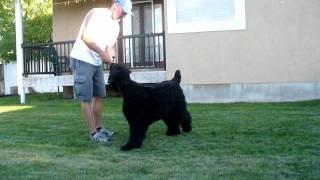 Grimey - Black Russian Terrier - 1 year 5 months. Part 2 of 3.