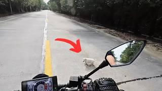 lost puppy dashed into traffic, stopping a motorcyclist and hoping he would take the puppy away.️