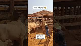 Apartando a bezerrada #fazenda #agro