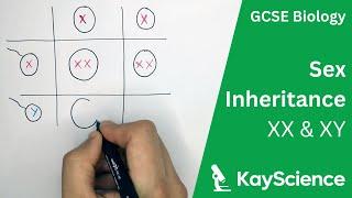 Sex Inheritance (XX XY) - GCSE Biology | kayscience.com