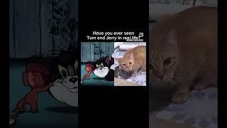 Tom and jerry in real life #funny