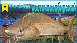 Трофей Осётр восточносибирский 132 Кг.