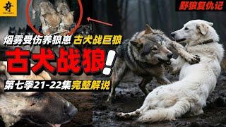 大型紀錄片【野狼復仇記】第七季21-22集，烟霧在牧區受傷，牧民竟收養兩只狼崽，古戰犬深入狼區，勇戰巨狼保衛羊群#坎高犬#狼#牧羊犬#狗#狼群#土耳其#动物世界#動物解説#動物世界