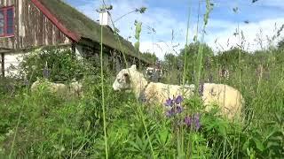 Sheep in the lupins