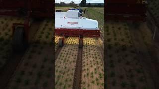 Laser Weeding Robot: How AI is Transforming Agriculture #shorts  #technology #farming