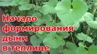 Первая прищипка и формирование дыни в теплице. Выращивание дынь в Подмосковье.