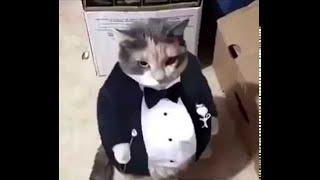 Cat but fancy.exe