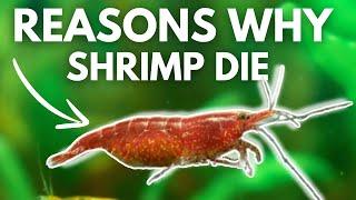 8 Common Mistakes New Shrimp Keepers Should Avoid!