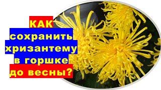 Көктемге дейін кастрюльде хризантемді қалай сақтауға болады?