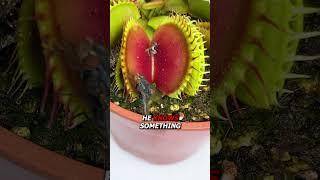 Subscribers vs Venus Flytrap