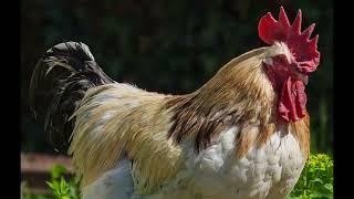 A Video Photo Album: Monet's Rooster
