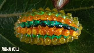 Crystal Caterpillar ( Acraga coa ) / Animal World