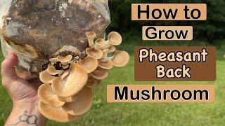 How to Clone and Grow Wild Pheasant Back Mushrooms!