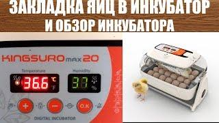 Инкубация куриных яиц Обзор инкубатора R-com  king suro max 20