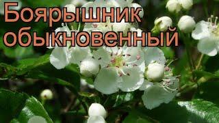 Боярышник обыкновенный (crataegus leavigata)  боярышник обзор: как сажать саженцы боярышника