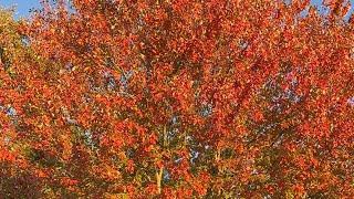 I’m FALL-en for you#fall2024  #newjersey #mapletree #autumn #colors