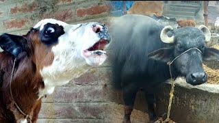 Village animal | cow and buffalo #cow #baffalo #sound #animals