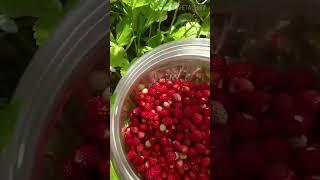 Земляника: Прародительница Клубники   #растения #землянка #клубника