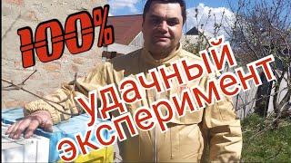 100% Удачное спасение матки с горсточкой пчел. Часть 2.