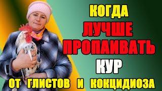 Когда лучше пропаивать кур от глистов и кокцидиоза.