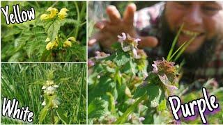 Dead Nettles - Wild Food, Health Benefits & Mythology (Lamium)