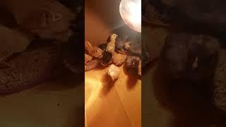 цыплята суточные Амераукана и Орпингтоны
