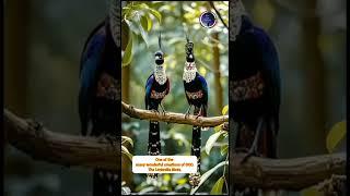 One of the  many wonderful creations of GOD. The Umbrella Birds.