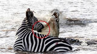 This is why Zebras are not Extinct Yet!