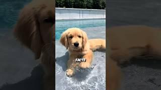 3 Facts About Dogs That Will Leave You in Shock 
