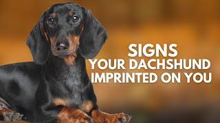 10 Signs Your Dachshund Sees You as Their Parent