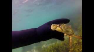 Lofoten diving GoPro HD Hero2 Crab
