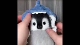 Killing a baby penguin by patting its head is so cute Penguins are so cute This is so cute